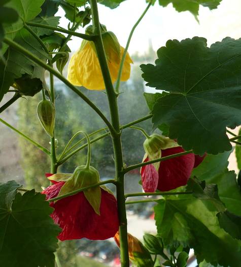 P1120551 - ABUTILONI