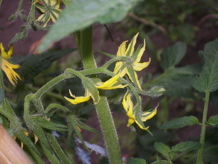 flori de rosii - legume