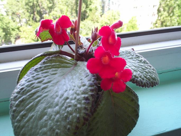 episcia cupreata - Alte plante