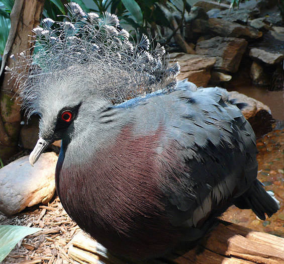 645px-Victoria_Crowned_Pigeon_4 - PORUMBEI salbatici