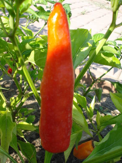 Cayenne Pepper (2009, August 11) - Cayenne Red Hot Pepper