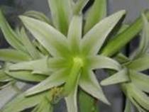 th_ever-green - colectie hippeastrum