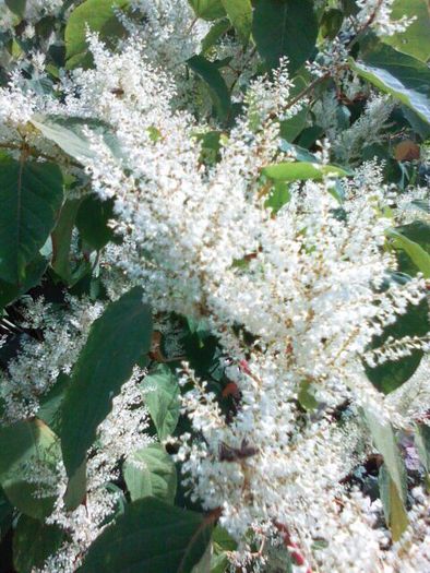 fallopia japonica - Pastoral si Vacante