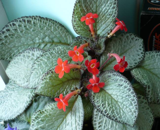 P1130766 - Episcia 2009 - 2010 - 2012 - 2014