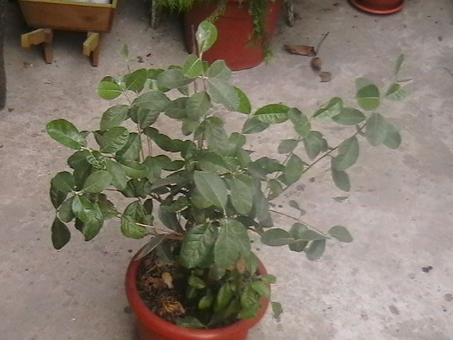 Picture 038 - oxigenul din case 2009
