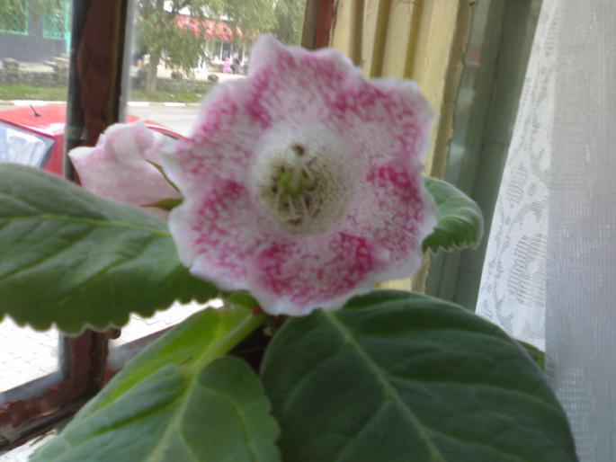 Tigrina Pink - Gloxinia 2008