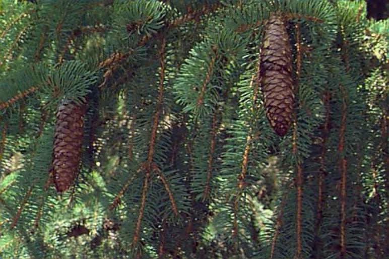 PICEA ABIES3 - Plante rasinoase