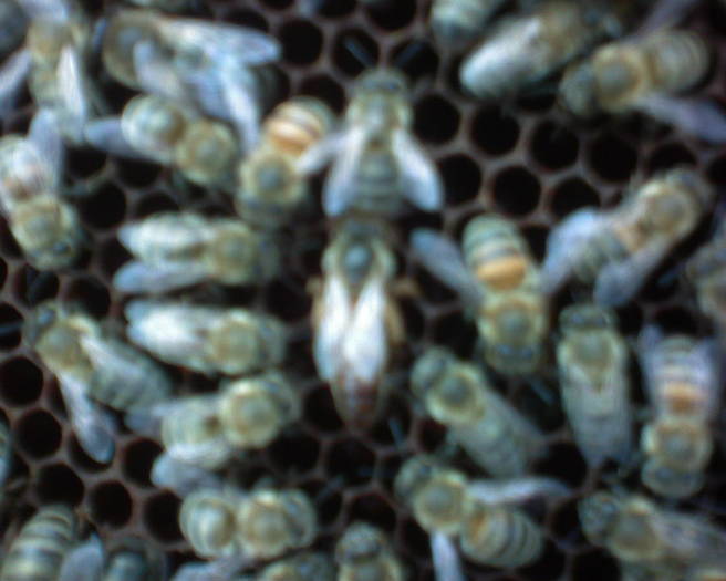 DSC00006 - 2010 iulie