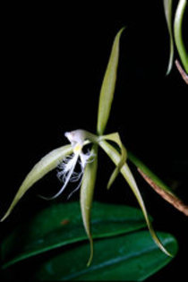 orhidee - Natura