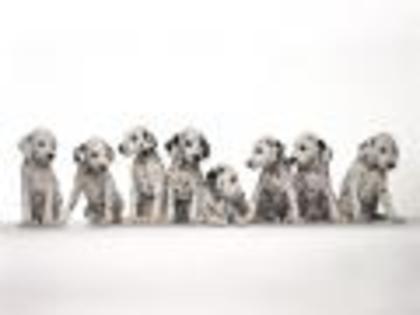 101 Dalmatieni Catei Poze Caini Dogs Wallpapers