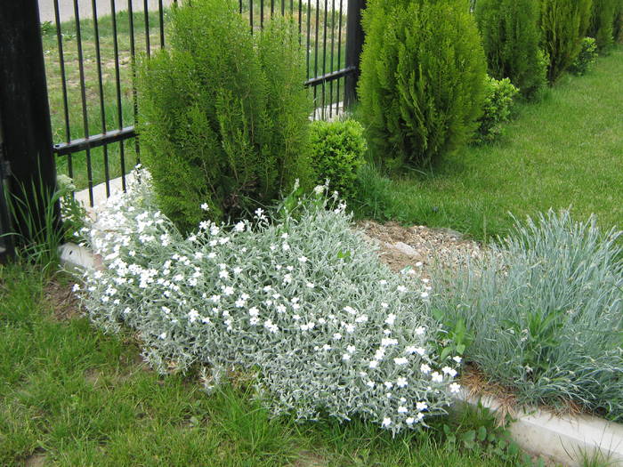 cerastium tomentosum - gradina 2009