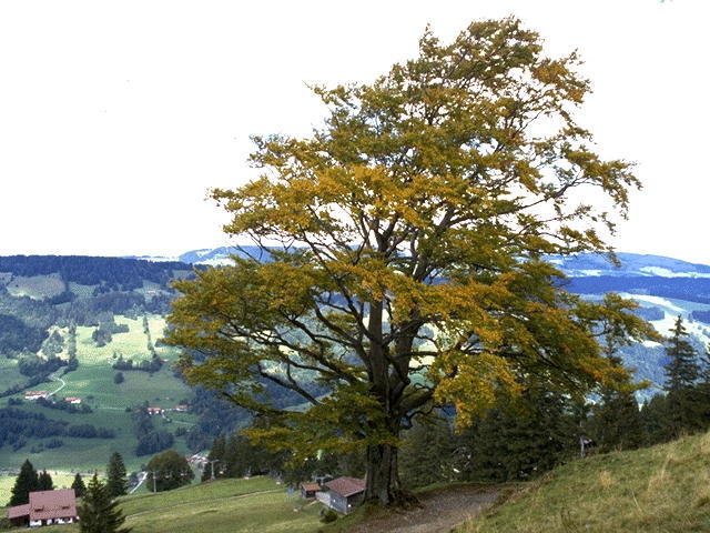 LANDSC08