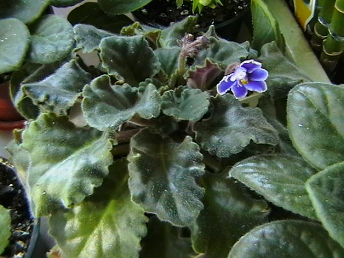 IMGA0479 - violete 2009