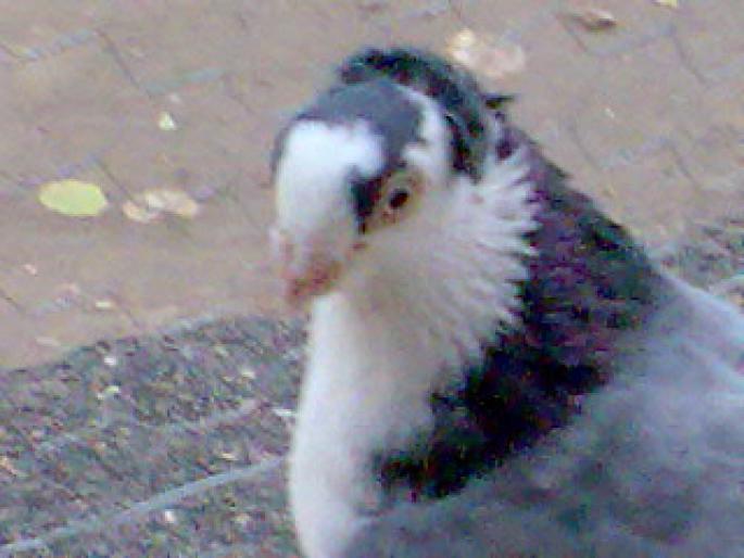 Imag005