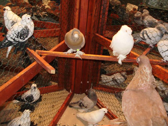 boto v 1 - 1506 1 porumbei rj