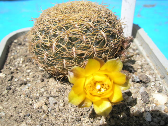 Sulcorebutia glomerisseta- 09.06