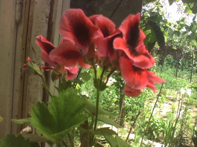 IMG_0696; Muscata englezeasca
