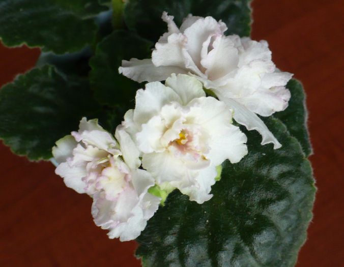 P1160163