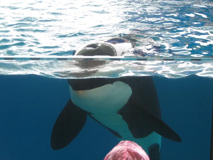 IMG_0789 - Tenerife 2006