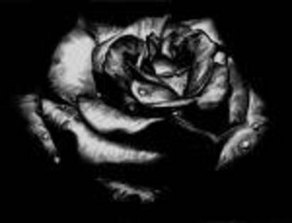 yget6hu3 - trandafiri negri