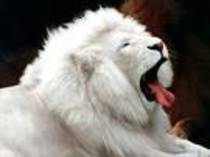 leu alb - poze animale