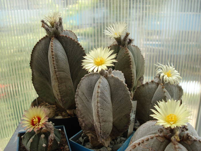 Grup Astrophytum myriostigma