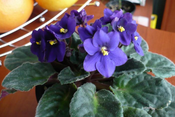 P1060297 - Violete africane