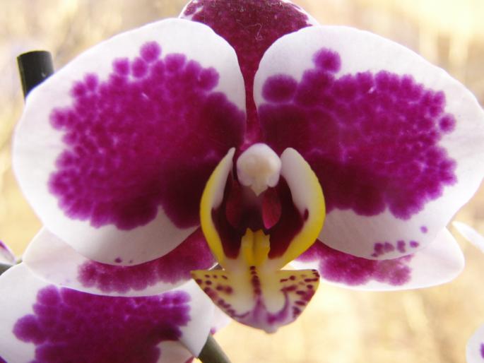 P1130061 - orchidee