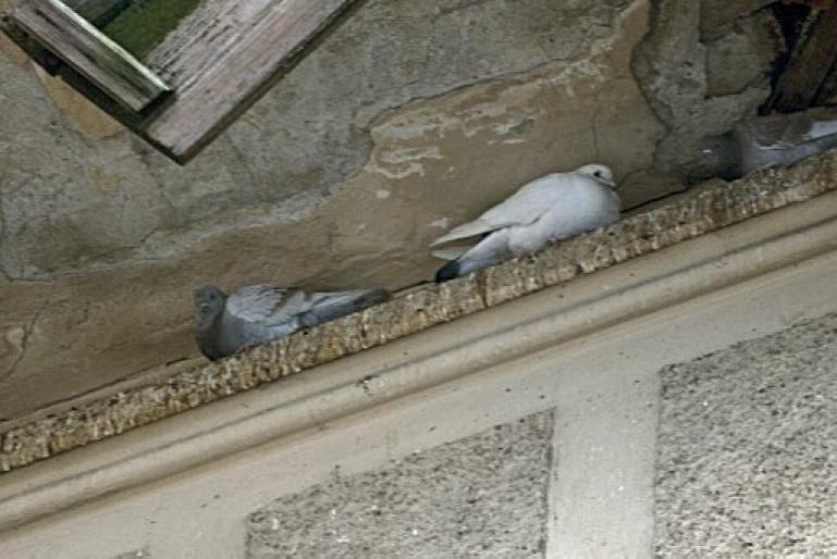 fa-i un adapost - Stop sacrificarea lasati porumbei sa zboare--Stop the slaughter let to fly pigeons