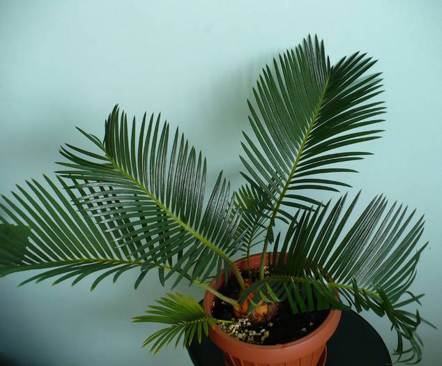 P1110503 - Plante verzi - decorative prin frunzis 2009 - 2010