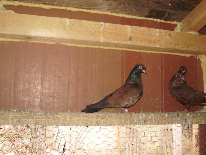 P9061391 - 1709 Marian Anghel