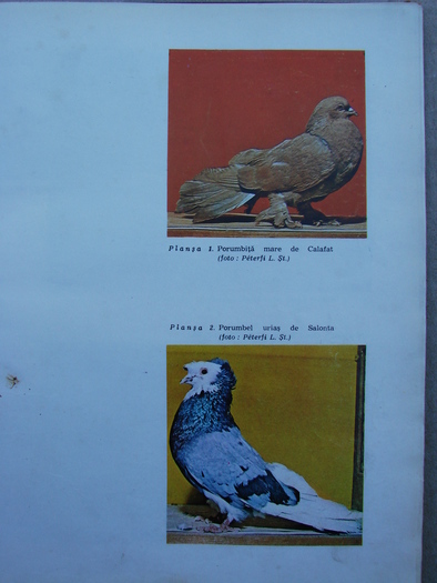 cresterea porumbeilor-peterfi 275 - Carti despre Porumbei - - Books about Pigeons