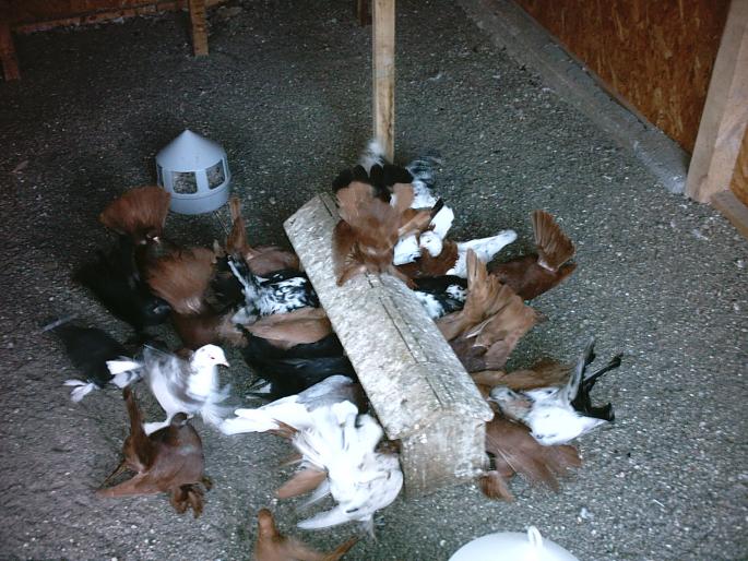 IMAG0185 - O zi de vara pt porumbei-     --a day of summer for pigeons