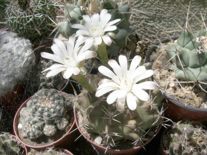 Gymnocalycium anisitsii - cactusi
