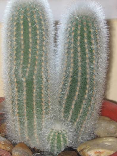 Cleistocactus strausii