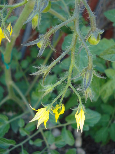 Tomato Yellow Pear (2009, June 04)