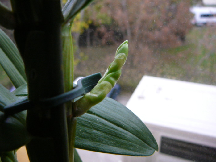 Dendrobium nobile; flori  dendrobium
