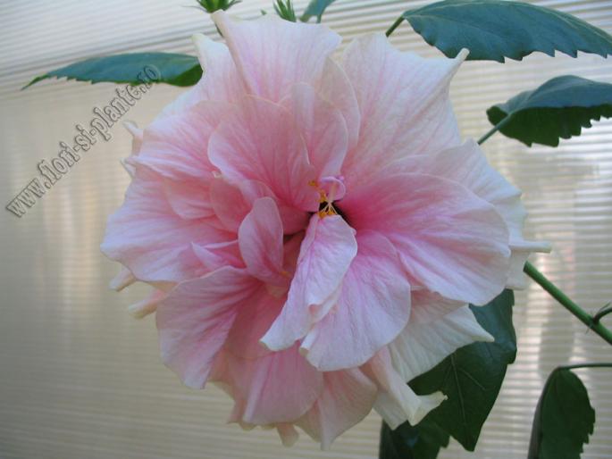 Hibiscus roz pal 7