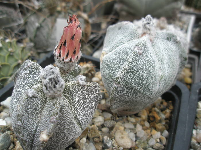 P6010102 - plantele lui George Nitu