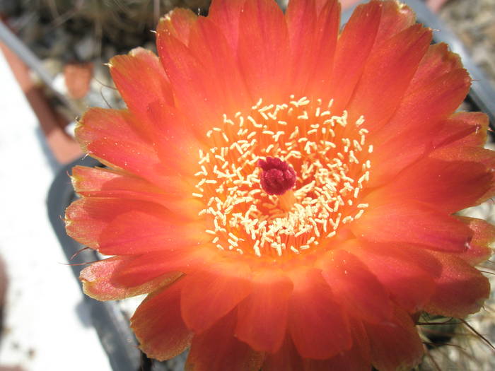 Notocactus venclusianus - floare - Notocactus