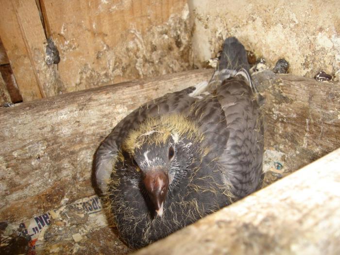 DSC01470 - Acum muuuult timp