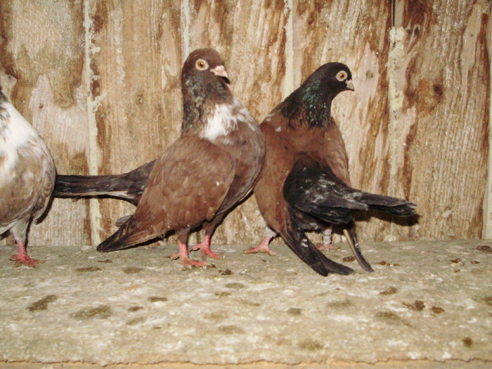 P9061599
