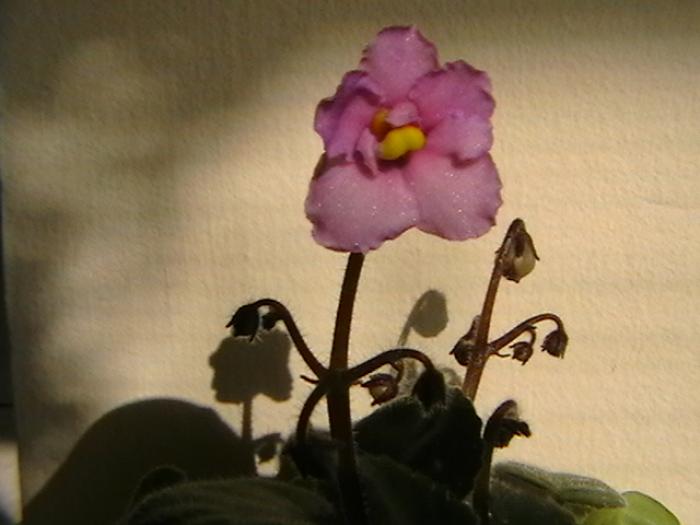 irish sprite1. - violete 2009