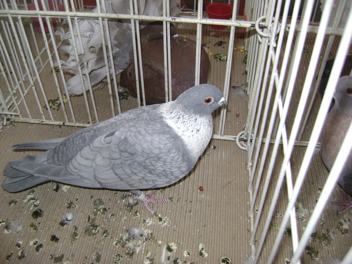 DSC07832 - Expozitie BIstrita 20 12 2009