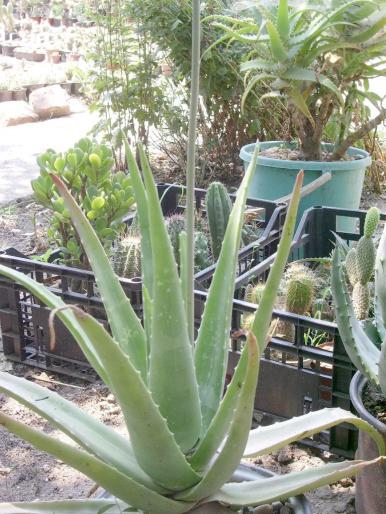 Aloe vera