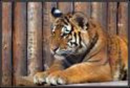 tigru - animale salbatice