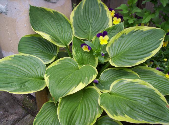 Hosta Aureomarginata 2 iun 2008 - plante diverse