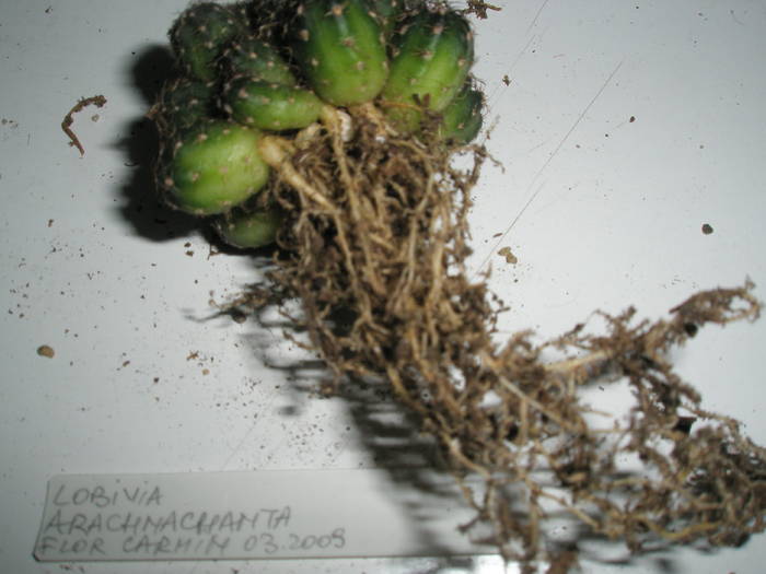 Lobivia arachnacantha