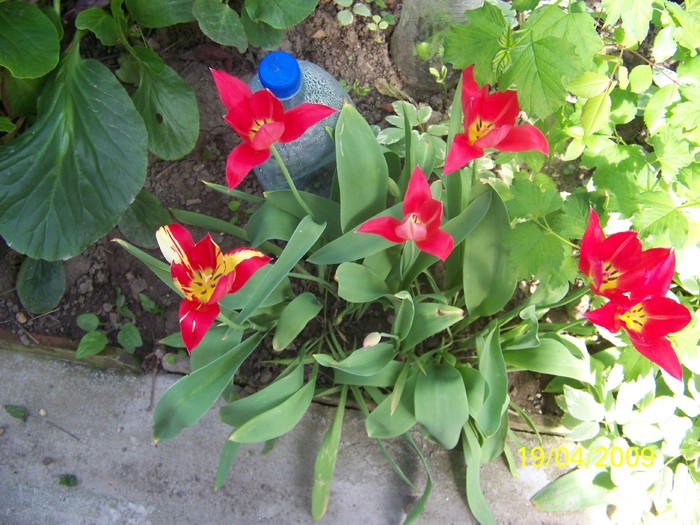 100_0908 - Primavara in curte  Timisoara