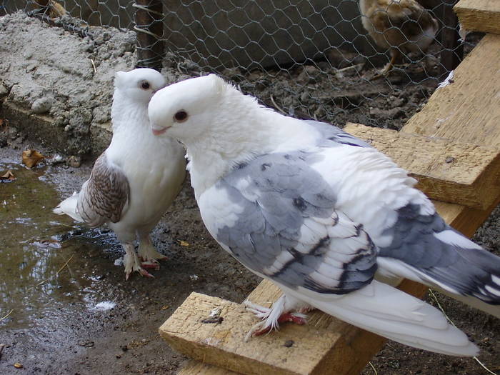 36 - C Porumbei Blueti si Satineti Vechi